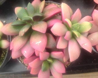 Succulent Plant Anacampseros "Sunrise" beautiful colorful plant. Soft pink to bright fuchsia with emerald green.