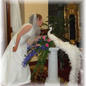 Fairy Tale Peacock Custom 60" White Peacock with beaded and floral embellishments