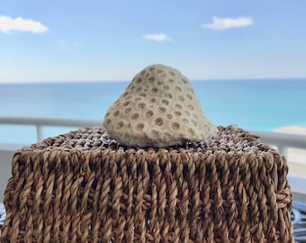 Natural Coral Fossil Table Centerpiece Beach Decor Fish Tank Aquarium Cora Garden Decor Beach Wedding Seashells Beach Finds Brain Coral
