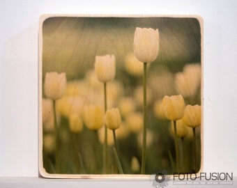 8x8 Yellow Tulips: Photo Transfer Wall Art on Wood square, Flower Photography - In stock, fast ship next day!