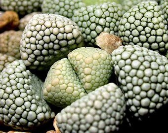 Titanopsis Primosii Seeds - Mesembryanthemum Succulent