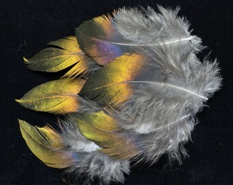 set of 6 lophophore neck feathers shining himalayan monal very... R A R E...