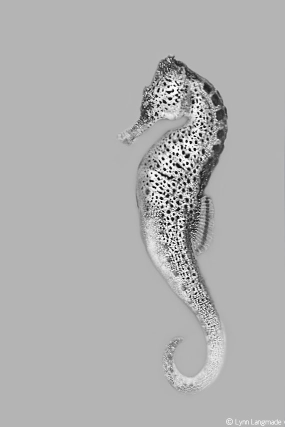 Black and white photography black and white seahorse wall Black and white photography black and white seahorse wall