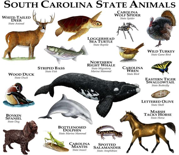 South Carolina State Animals
