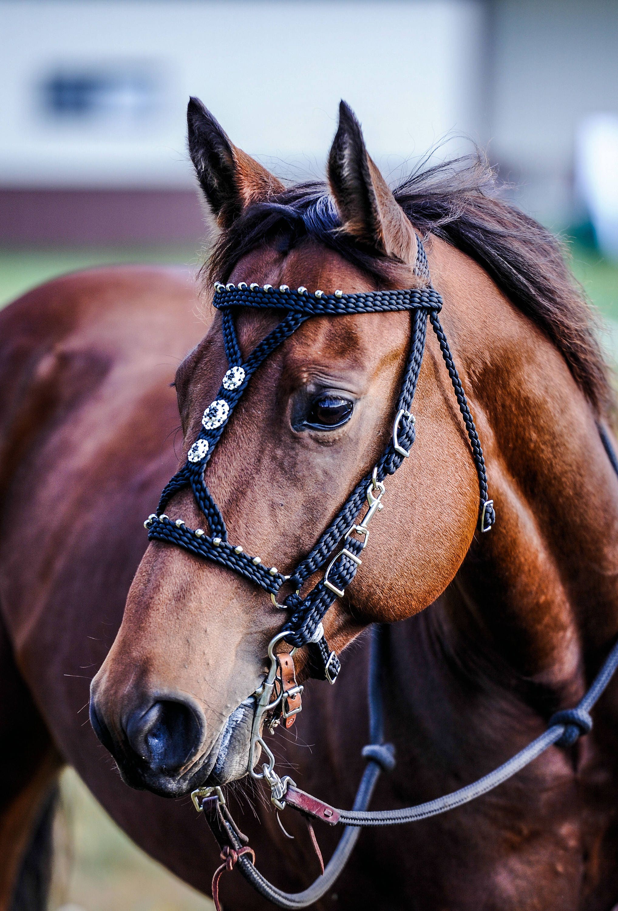 Stunning Hand Braided Halter  Bridle Combo with BLING Conchos