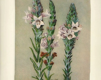 Antique Print, FLOWERING AUSTRALIAN PLANTS, chart 1930 beautiful wall art vintage color lithograph illustration wild flowers floral 105