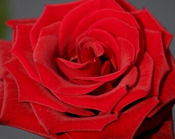 30 Red Rose Hybrid, Rare Rose Seeds, Fresh Exotic Red Rose, Flower Seeds,Perennial,Growing Roses from Seeds,Planting Rose