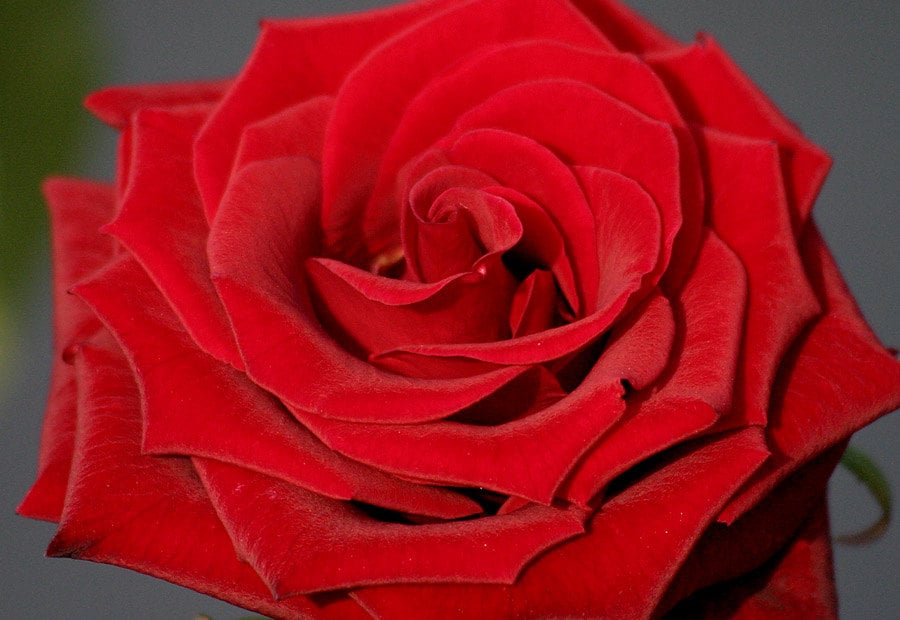 30 Red Rose Hybrid Rare Rose Seeds Fresh Exotic Red Rose