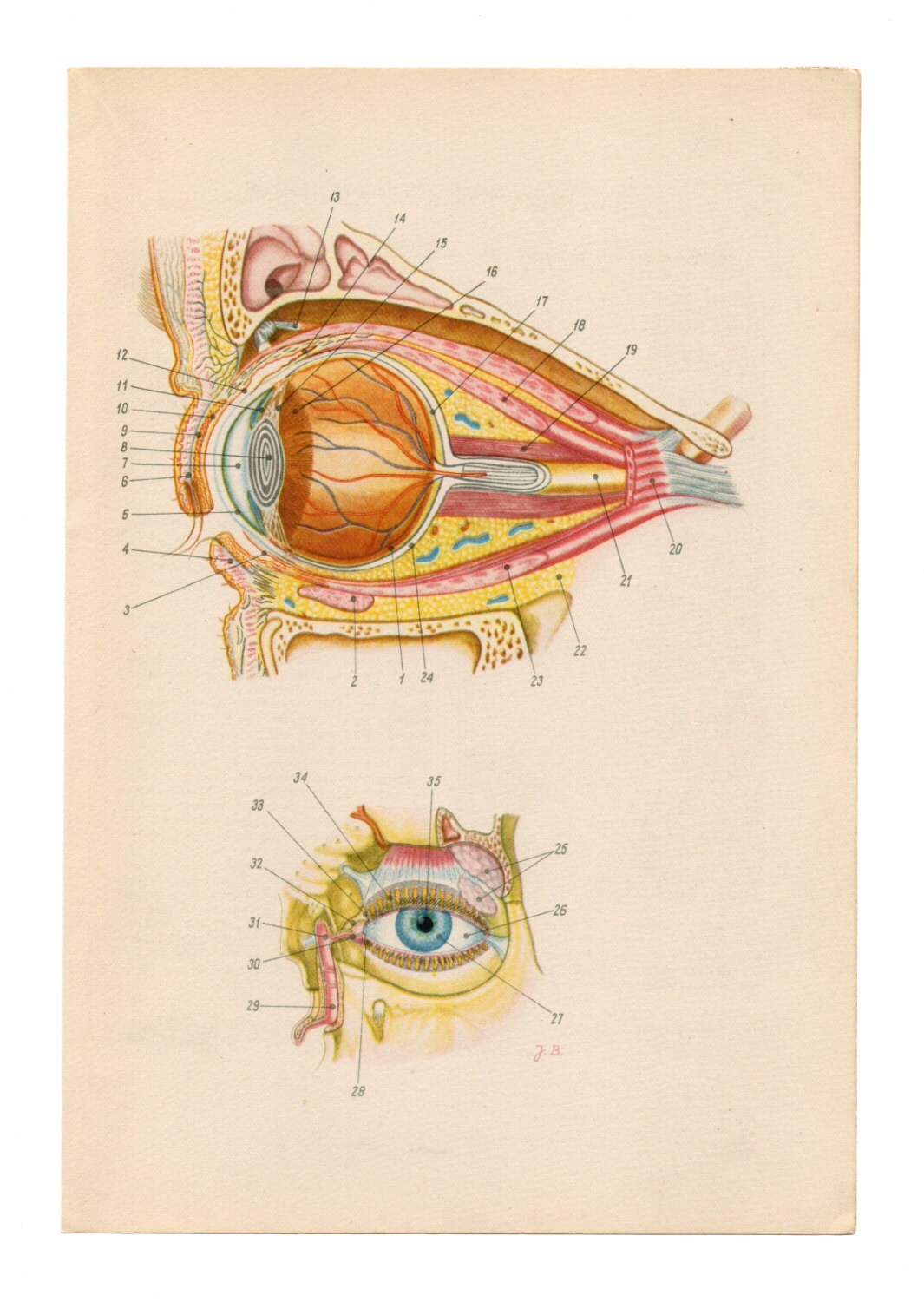 Medical Diagram eye upcycle recycle repurpose blood veins illustration Vintage Anatomical Anatomy Print Paper Ephemera home decor wall Medical Diagram eye upcycle recycle repurpose blood veins illustration Vintage Anatomical Anatomy Print Paper Ephemera home decor wall