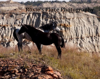 Stallion and Mare//North Dakota wild horses//horse decor// Wild Horse print// horse photography//Horse print//wildhorse art