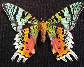 Madagascar Sunset Moth