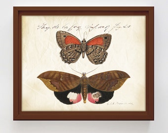 Vintage Butterflies Print Antique Butterflies Poster Printable Entomology Wall Art Natural History Insect Print Home Decor Digital Download