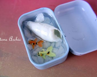 Koi fish tin with a shell