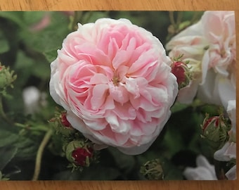 blank greeting card featuring the Gallica rose Isis (pack of 3)