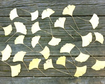 Fan Shaped Pressed Leaves, Ginkgo Biloba, For Arts, Crafts and Home Decor