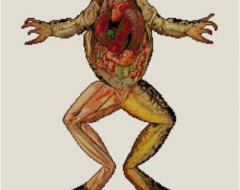 Frog Anatomy Dissection Cross stitch pattern PDF Biology