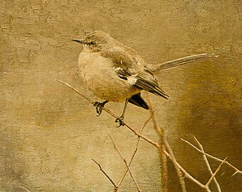 Mockingbird Canvas