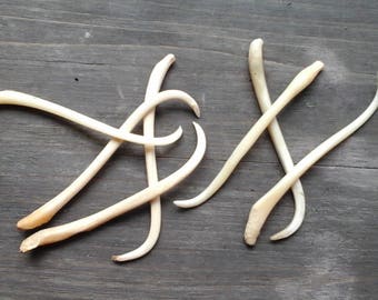 Coon Dick Tooth pick for 1 usable tooth pick