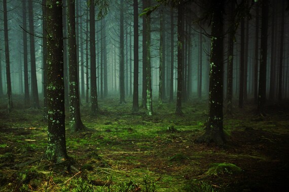 Deep Forest Woodland Woodland Photo Dark Forest Nature