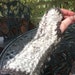Driving Sideways fingerless gloves - PDF Knitting Pattern US 10.5/6.5 mm