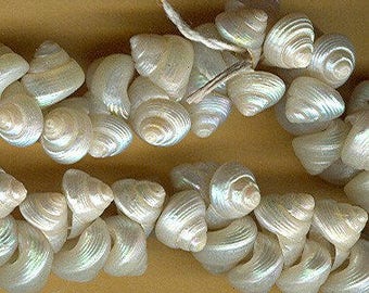 vintage tiny shell beads italian shell beads OFF WHITE or ivory color 1950s 25 beads embellishment sew on antique shell beads