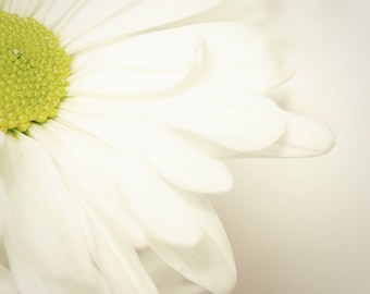 Daisy Photography, Daisy Close Up, Macro Daisy Photo, White Wall Art, White Farmhouse Decor, White Flower, Cottage Chic Flower 8x10