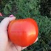 Organic Aunt Mandy Tomato Seeds, non-GMO, Grown in the USA, Amish Heirloom, Open-Pollinated
