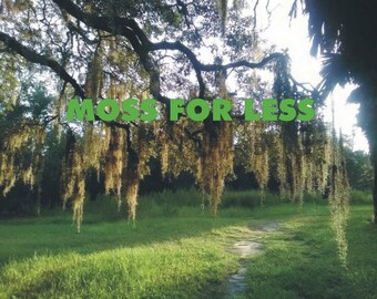 Best Price Spanish Moss Gardener Live Fresh Moss Over Stuffed Gallon Bag Cheap Fresh Fast Great Moss Live Plants