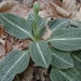 2 Live Downy Rattlesnake Plantain Jewel Orchid Plants For Fairy Garden, Terrarium, Garden