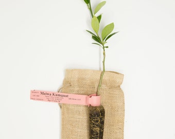 Kumquat Tree - 12" Micro-budded Citrus Tree