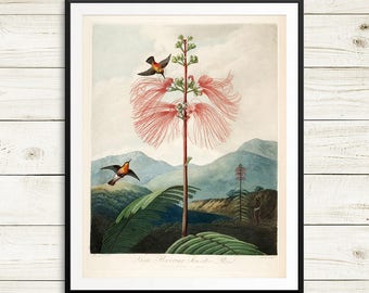Botanical print set, hummingbird art, hummingbirds prints, hummingbird gifts, vintage hummingbird prints, vintage print reproduction poster