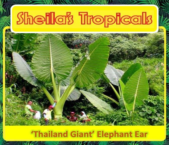 GIANT ELEPHANT EAR Colocasia gigantea 'Thailand