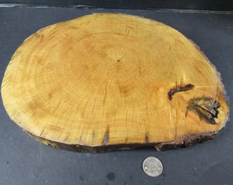 Large 12" Wood Slice from Oak Tree