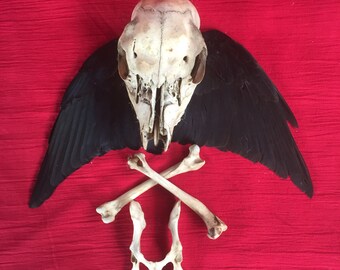 An English fallow deer skull, crow wings and bones collection.
