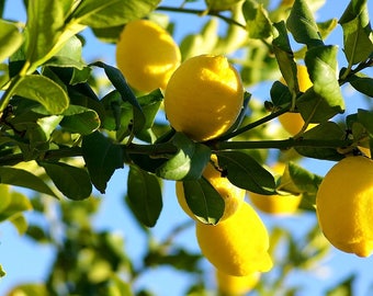 Lemon tree seeds,164, lemon , lemon from seeds,lemon juice,seeds for lemon tree, gardening,citrus trees