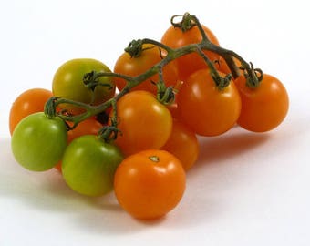 Sungold Select II. Tomato seeds