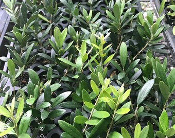 Manzanillo Olive Tree Olea europaea Live Plant food garden