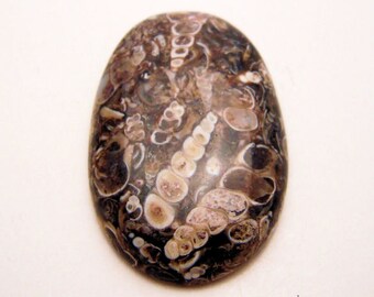 Unusual Turritella Agate cabochon