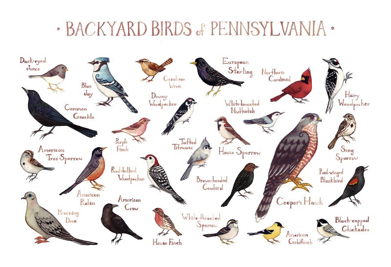 Pennsylvania Backyard Birds Field Guide Art Print / Watercolor