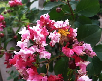 Crepe Myrtle Lagerstroemia Peppermint Lace 20 seeds