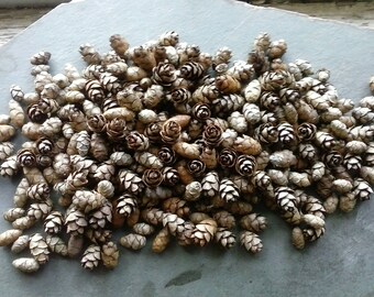 100 Hemlock Tree Mini Pine Cones seeds