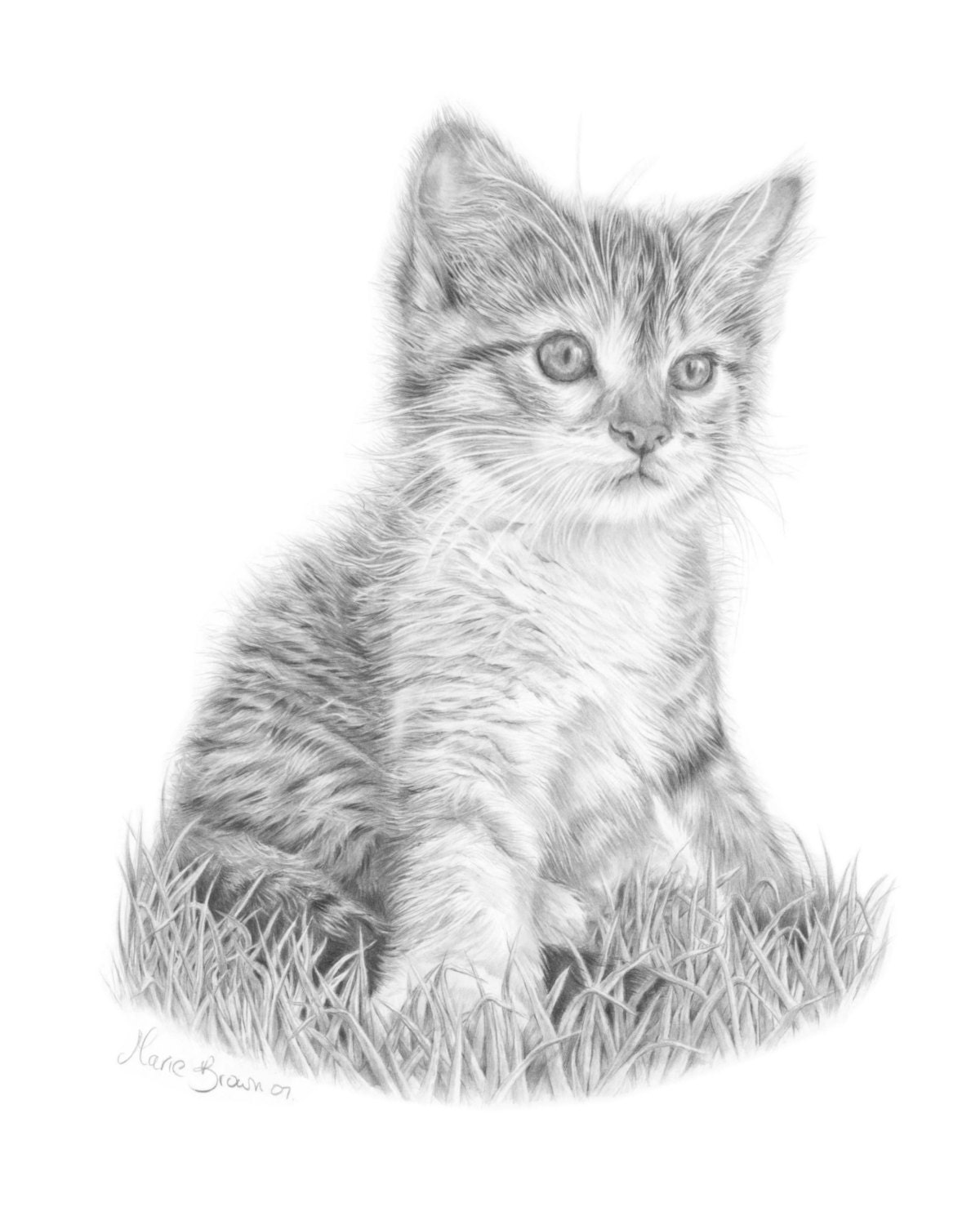Kitten Pencil Drawing