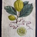 SALE - Antique Engraving of Citrus Fruit 1646 from Hesperides sive, De Malorum Aureorum, Lemon