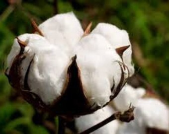 White Cotton Seeds, Gossypium, Spinning, Great Kids Plant, Unique Plant for Interest