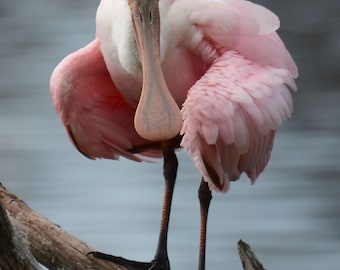 Framed Roseate Spoonbill