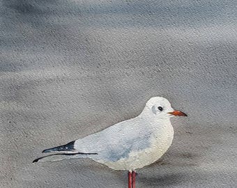 St. valery in caux Seagull