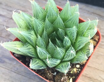 2" Succulent - Haworthia Cooperi