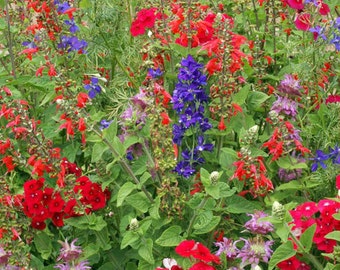 Hummingbird Garden Flower Mix Flower Seeds - Non-GMO, Open Pollinated, Untreated, Heirloom, Native, Flower Seeds