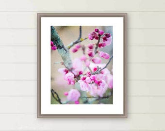 Pink cherry blossoms photograph pink flower photo spring flora images oversized large wall art botanical wall decor Mother's day gift