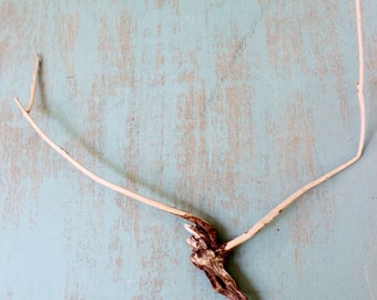 Antler Driftwood , Natural Home Decor , Drift Wood Sculpture , Driftwood Art
